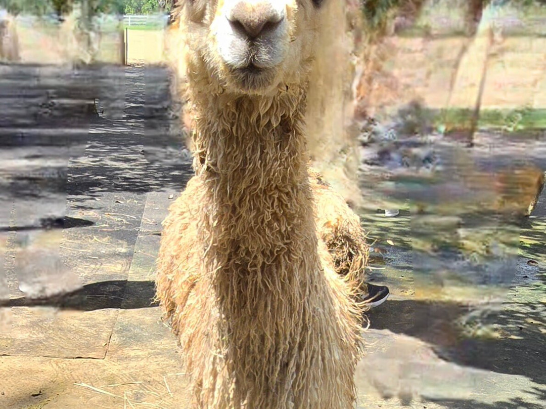 LunaSea Alpaca Farm-Ferndale必去景点