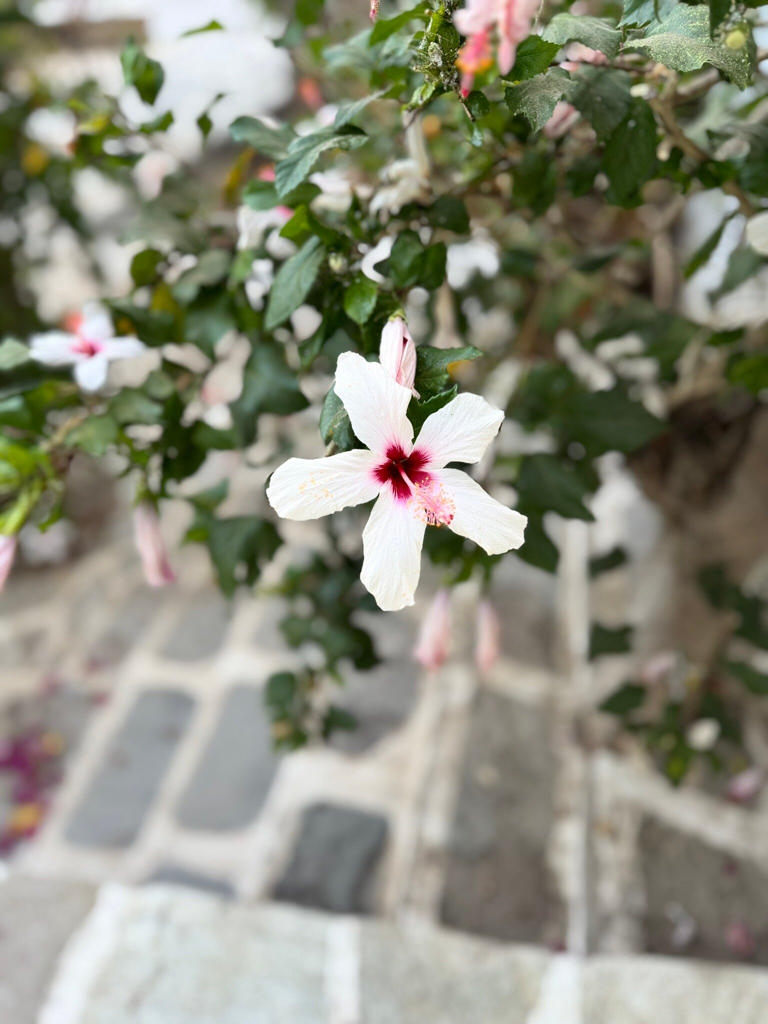 Golden Beach Studios & Suites-官方