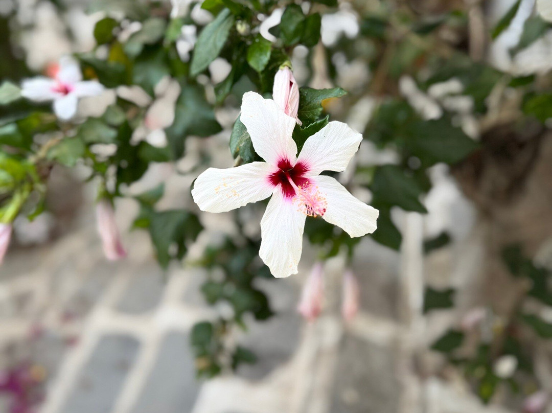 Golden Beach Studios & Suites主图