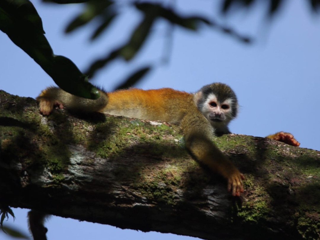 Kokopelli Wildlife Tours-Sierpe必去景点