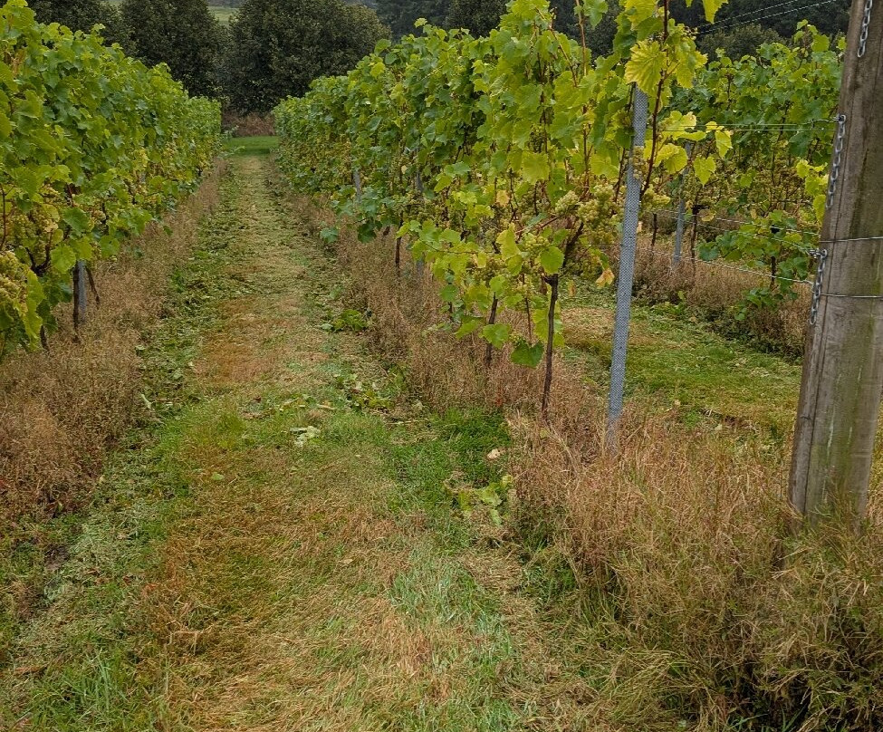 Alder Vineyard-Lewdown必去景点