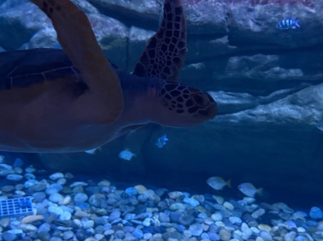 Aquaria Phuket Thailand-普吉镇必去景点