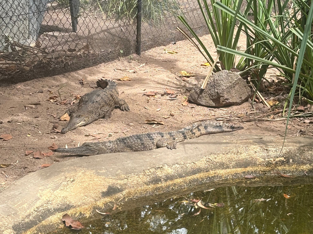 Selina Magnetic Island & The Koala Park-Horseshoe Bay必去景点