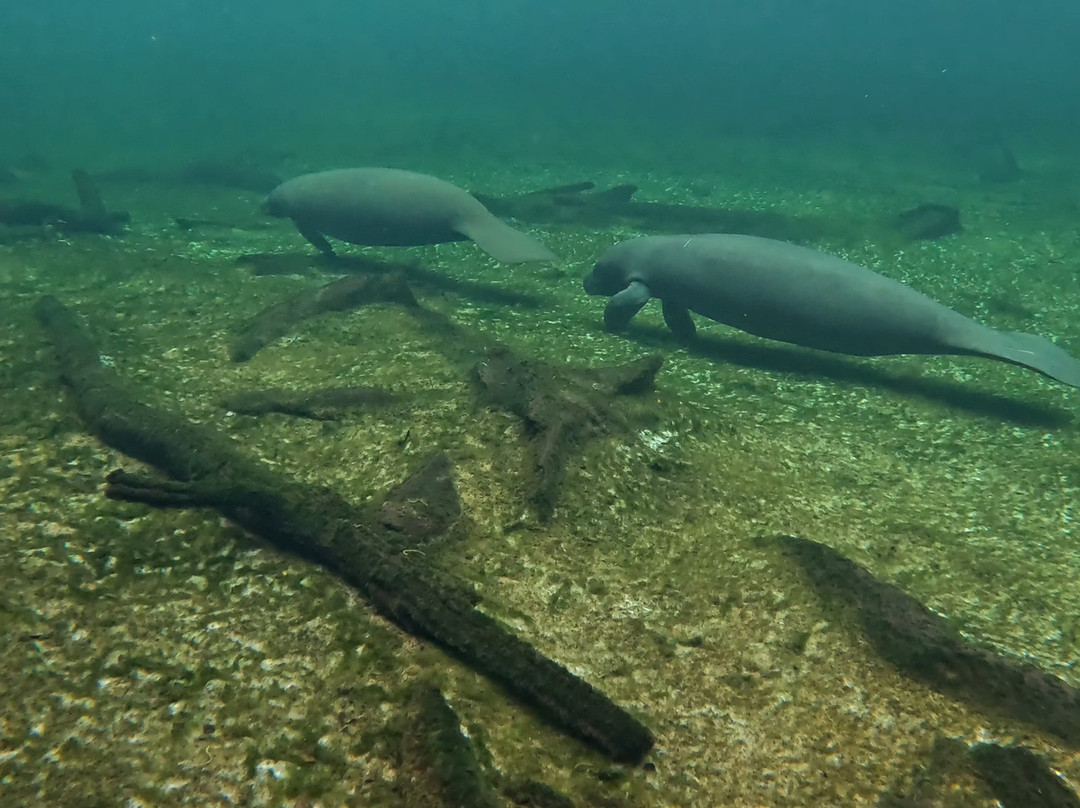 Florida Dive Company-橙县必去景点