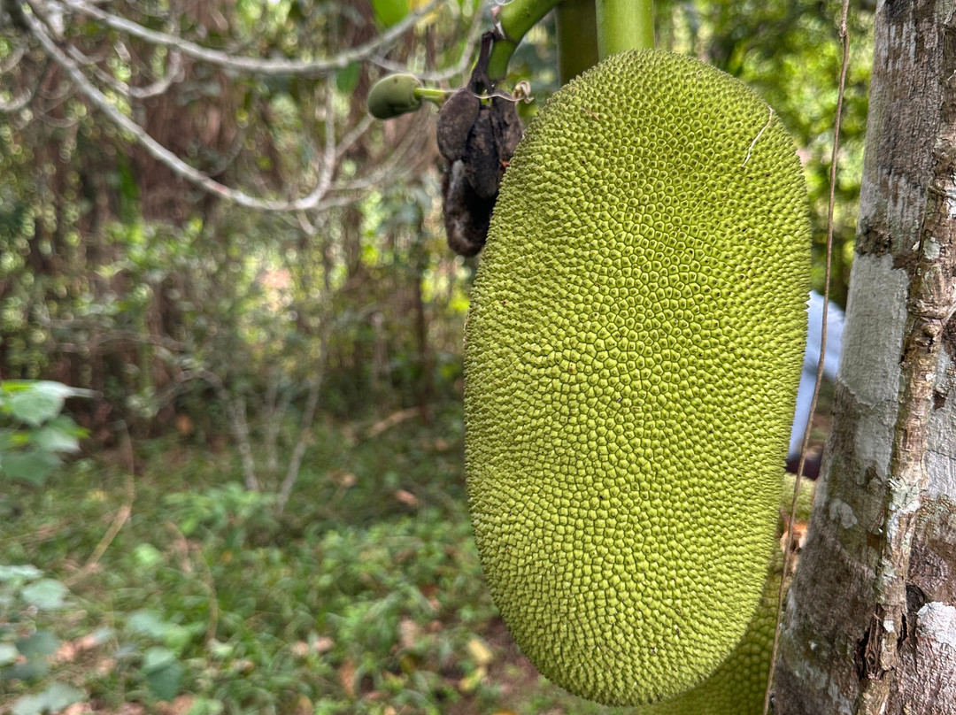 Mpanga Central Forest Reserve-恩德培必去景点
