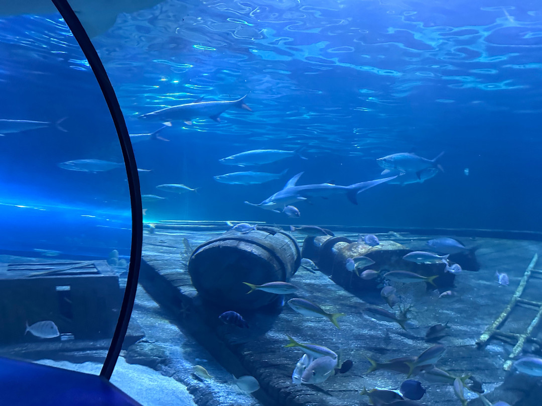 里普利水族管-美特尔海滩必去景点