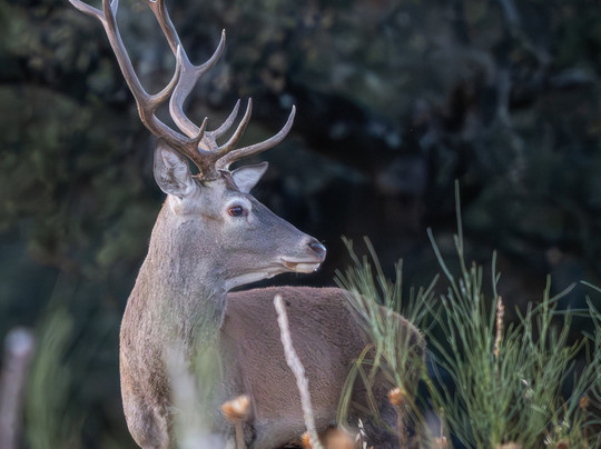 Ecoturismo Monfragüe-卡塞雷斯必去景点