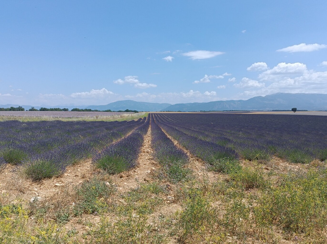 Plateau de Valensole-瓦朗索勒必去景点
