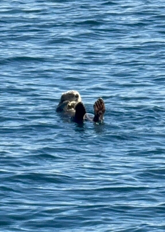Outer Island Excursions-Anacortes必去景点