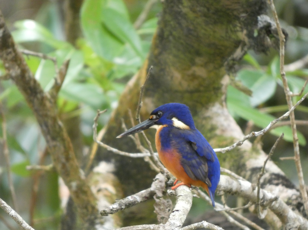 Solar Whisper Wildlife and Crocodile Cruises on the Daintree river-Daintree必去景点