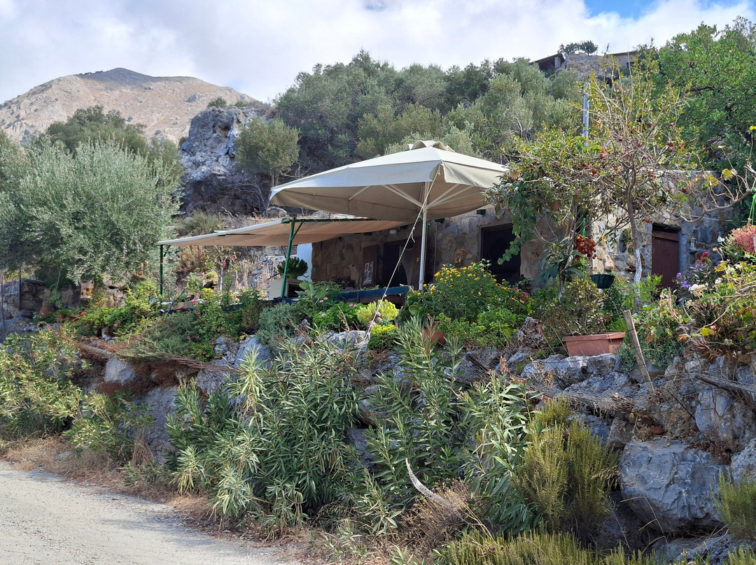 Azorias Ancient Olive Tree-Kavousi必去景点