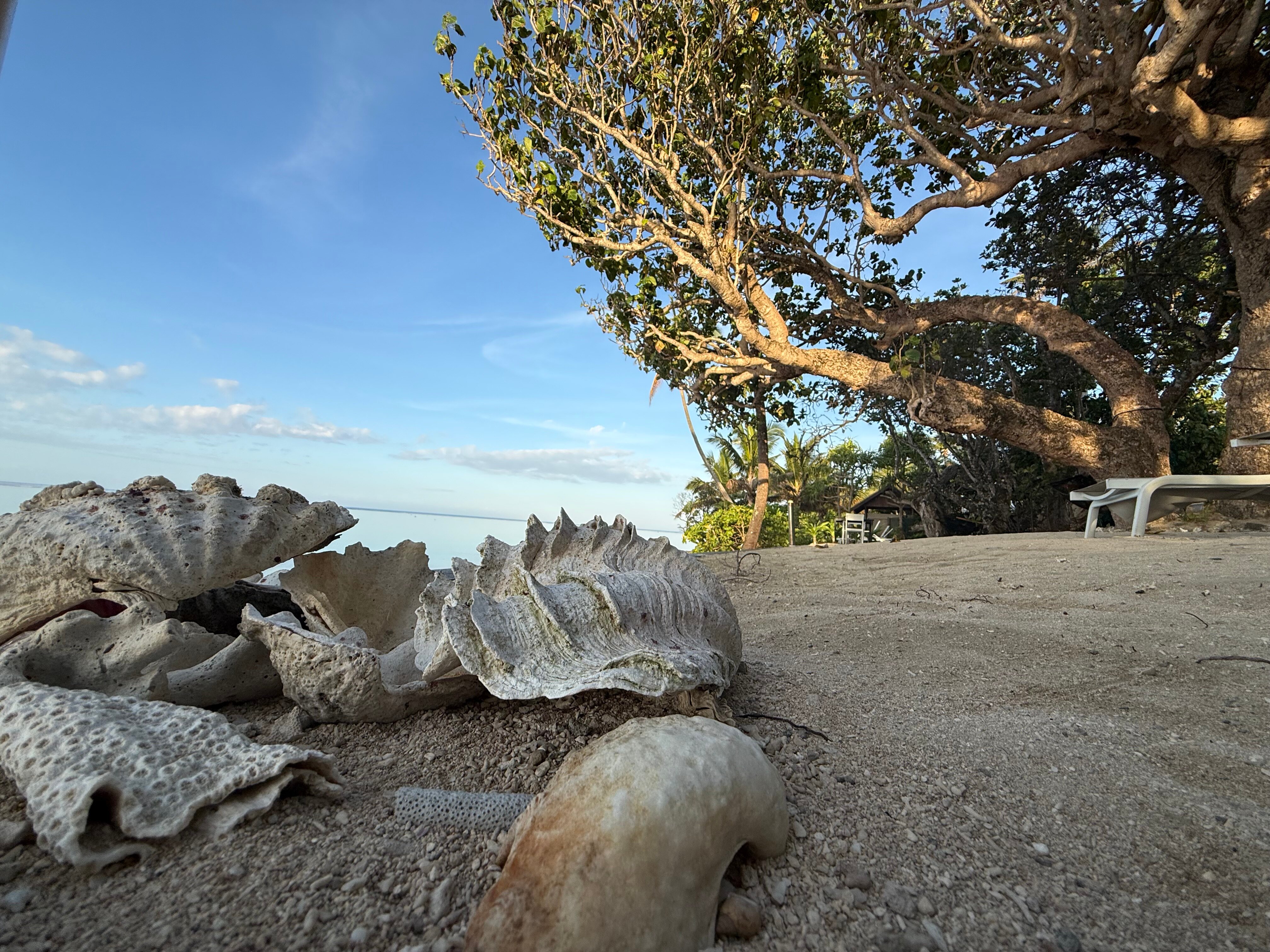 茂宜岛棕榈酒店-官方