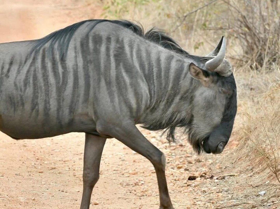 Wild Insight Safaris-Hluvukani必去景点