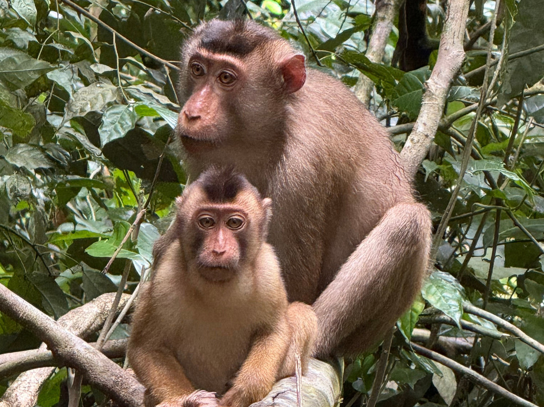 Bukit Lawang Jungle Trekking-武吉拉旺必去景点