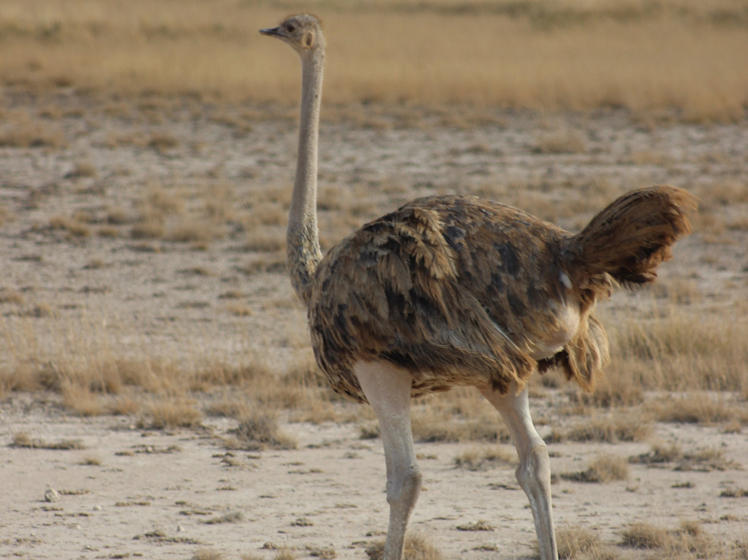 Arlom Safaris-Mtwapa必去景点