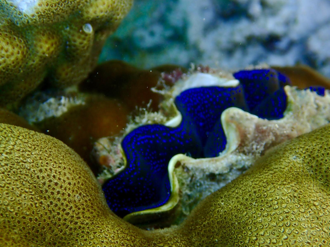 兰卡央岛-山打根必去景点