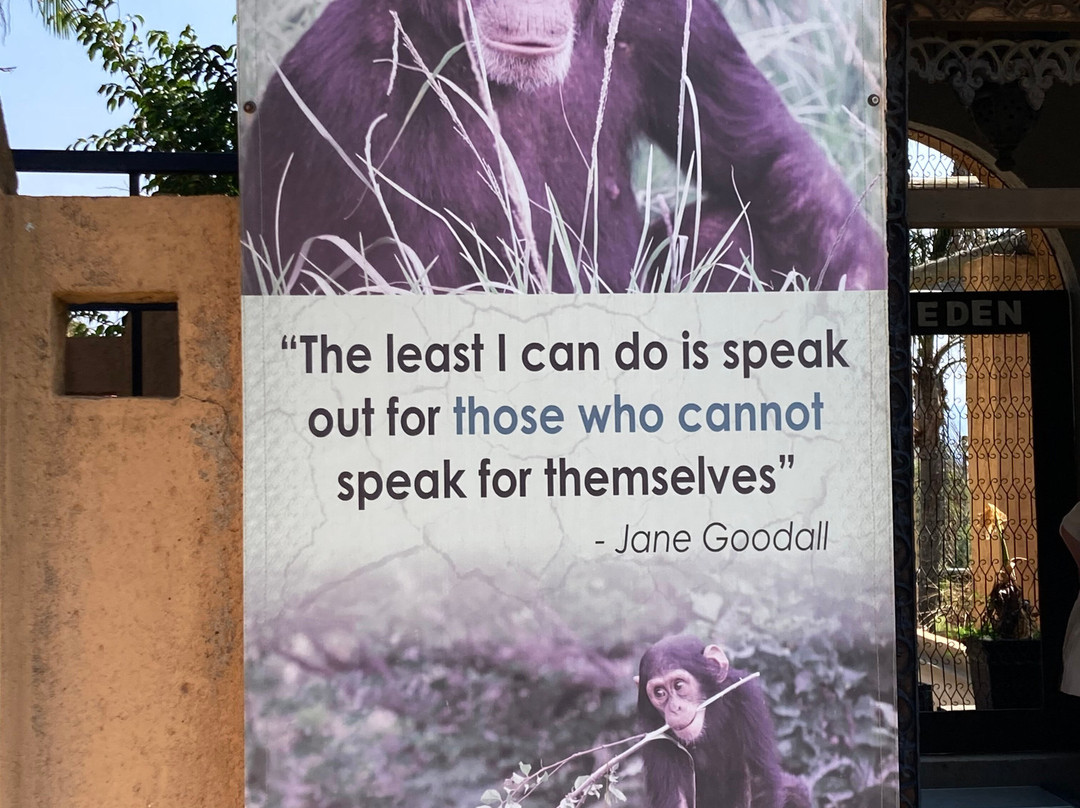 Jane Goodall Chimpanzee Eden Sanctuary-尼斯普鲁特必去景点