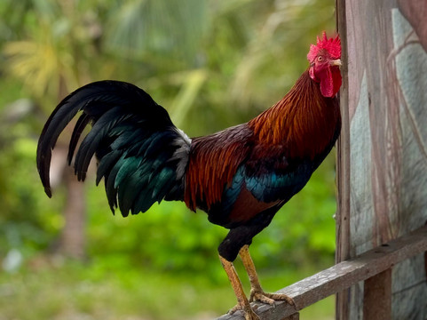 Bali Holiday Trans-吉安雅必去景点