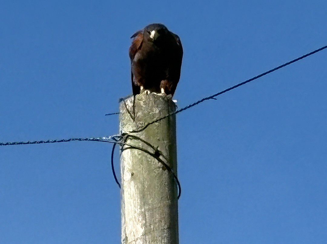 Walks With Hawks-切尔滕纳姆必去景点