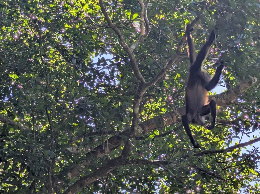 Calakmul Adventures day tours-Xpujil Town必去景点