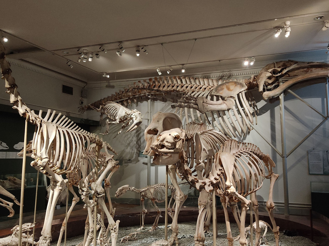 自然历史博物馆-赫尔辛基必去景点