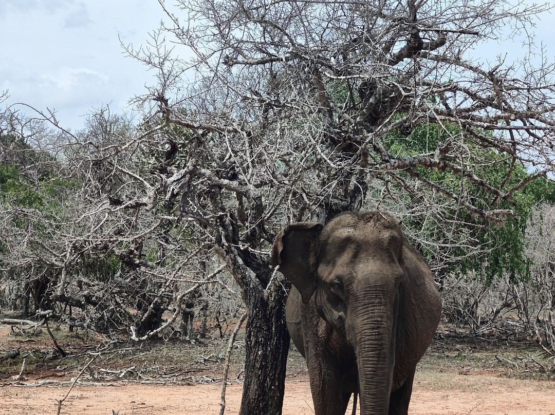 Ceylon Safari Tours-蒂瑟默哈拉默必去景点
