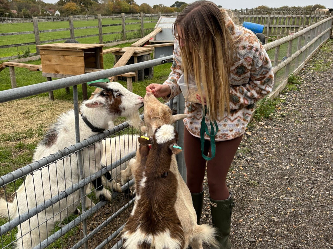 Little Goats At Brockenhurst-Brockenhurst必去景点