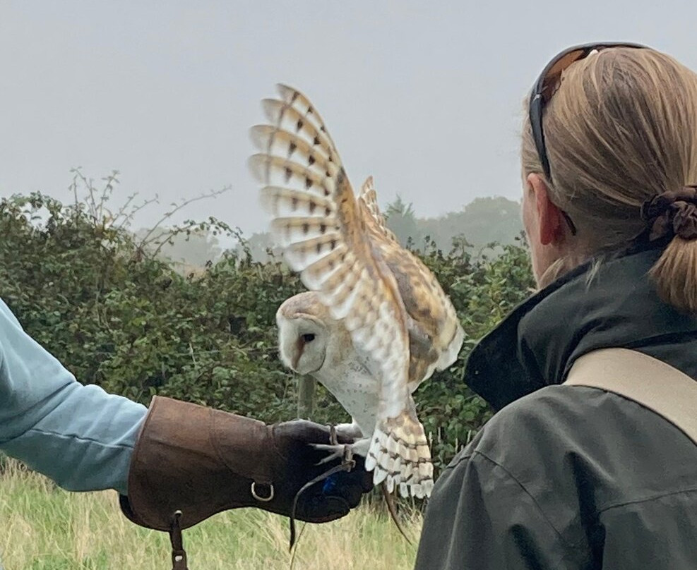 Battlefield Bird of Prey Centre-什鲁斯伯里必去景点