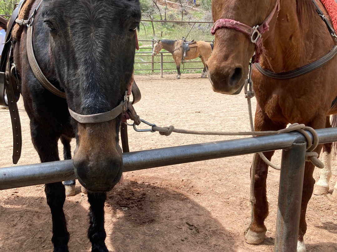 Canyon Trail Rides-锡安国家公园必去景点