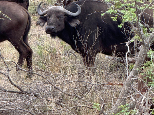 Simbavati Waterside主图