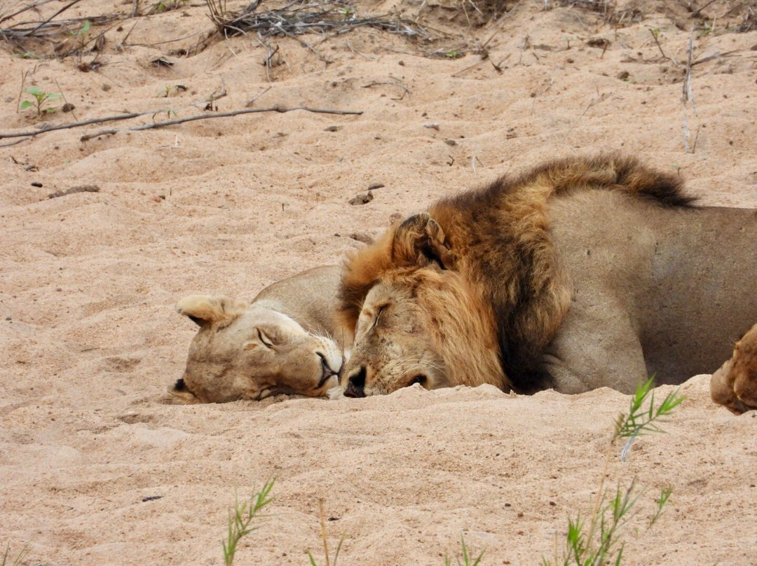 Southern Kruger Safaris-玛洛斯帕克必去景点