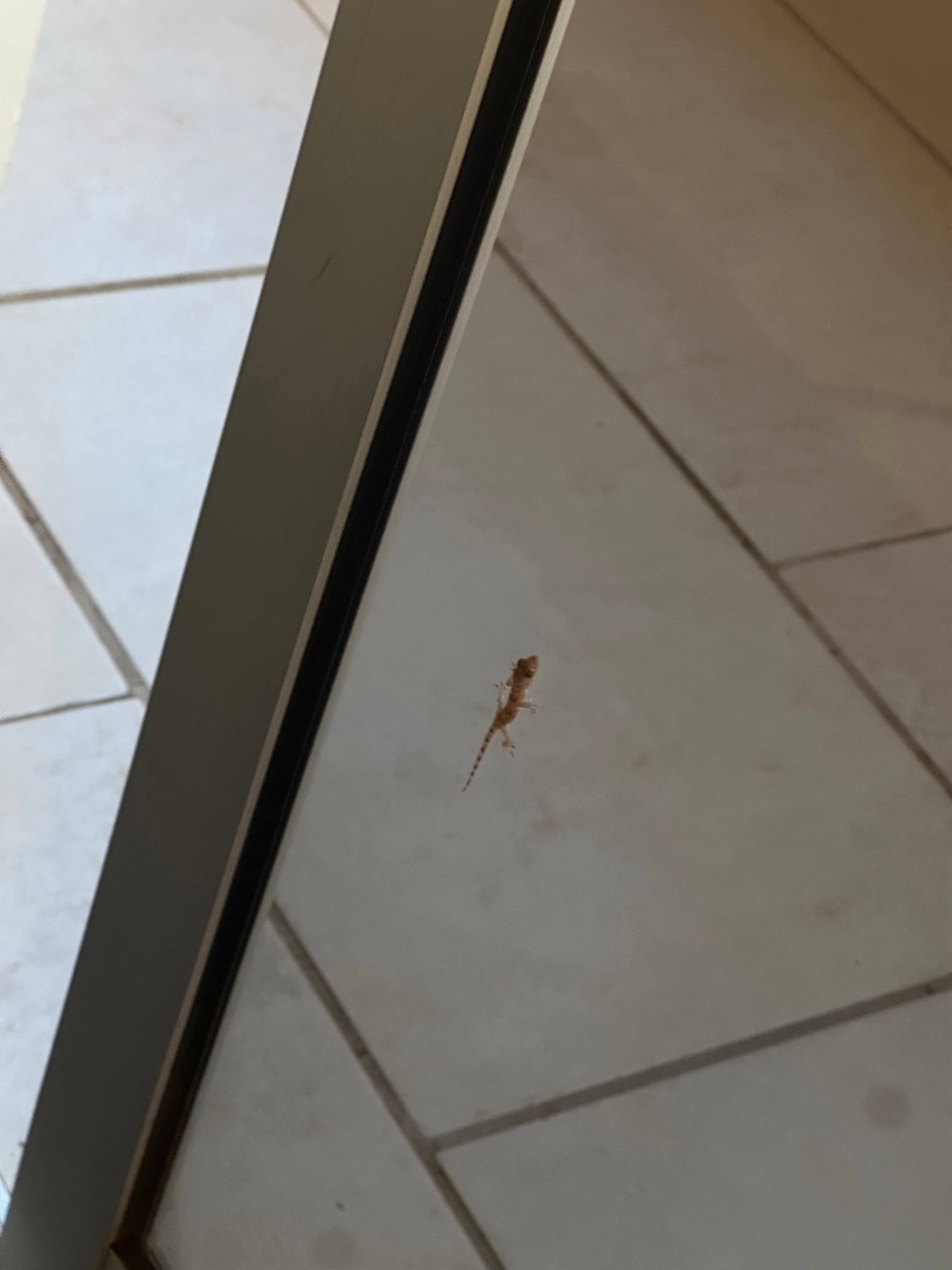 Porta Do Vento-官方