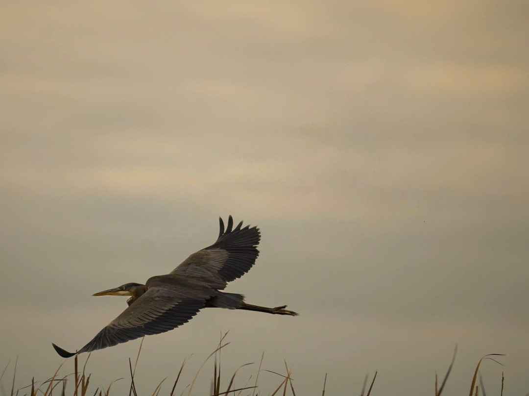 Blue Heron Landing