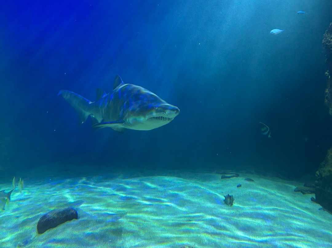 Dingle Oceanworld Aquarium-丁格尔必去景点