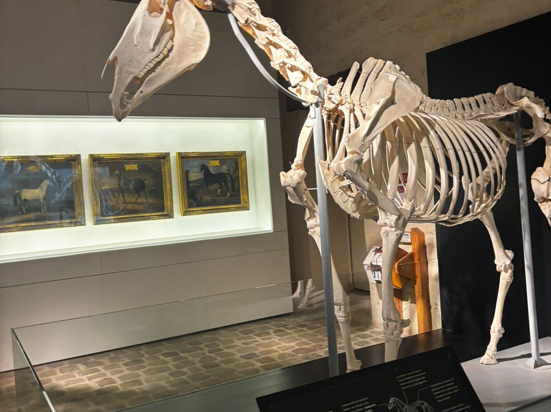 Musée Vivant Du Cheval-尚蒂伊必去景点