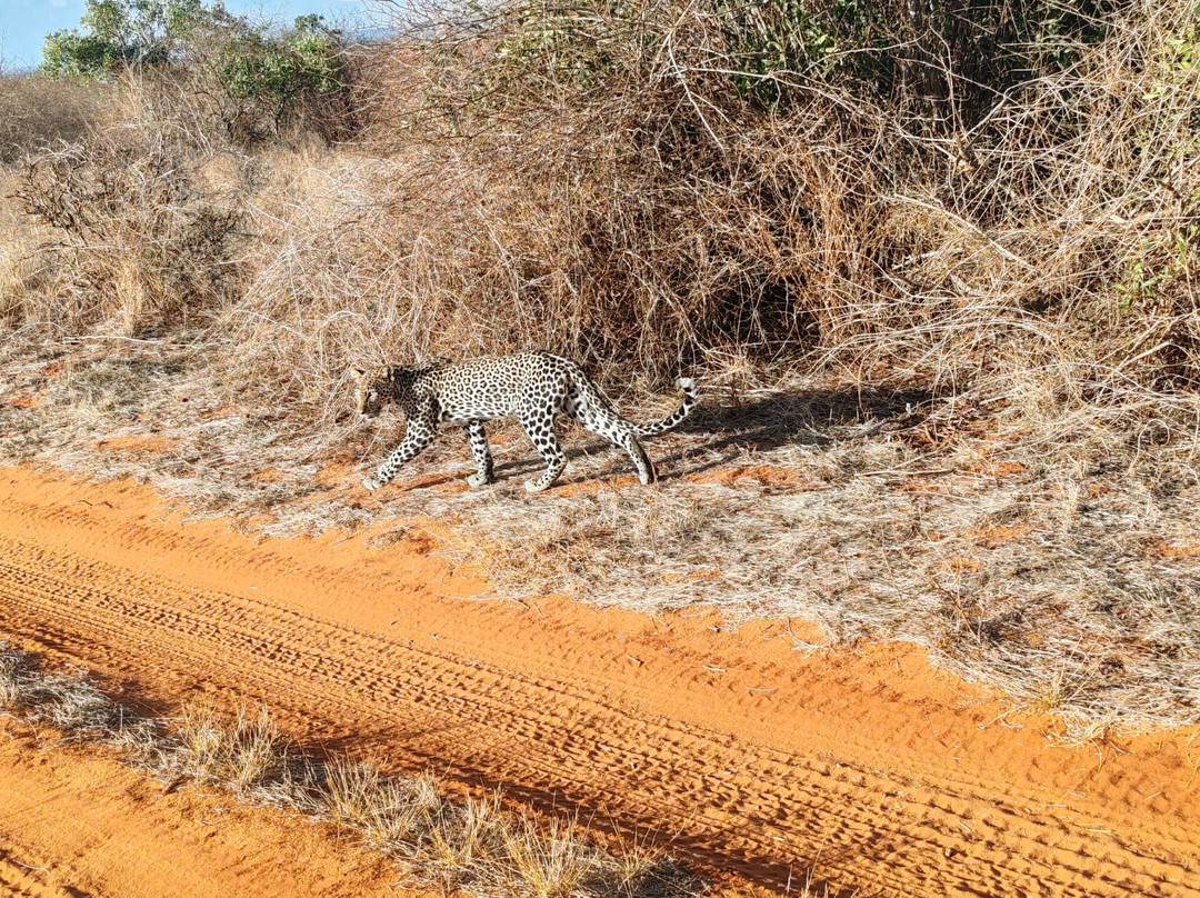 Gattokko - Safari e Tours in Kenya-瓦塔木必去景点
