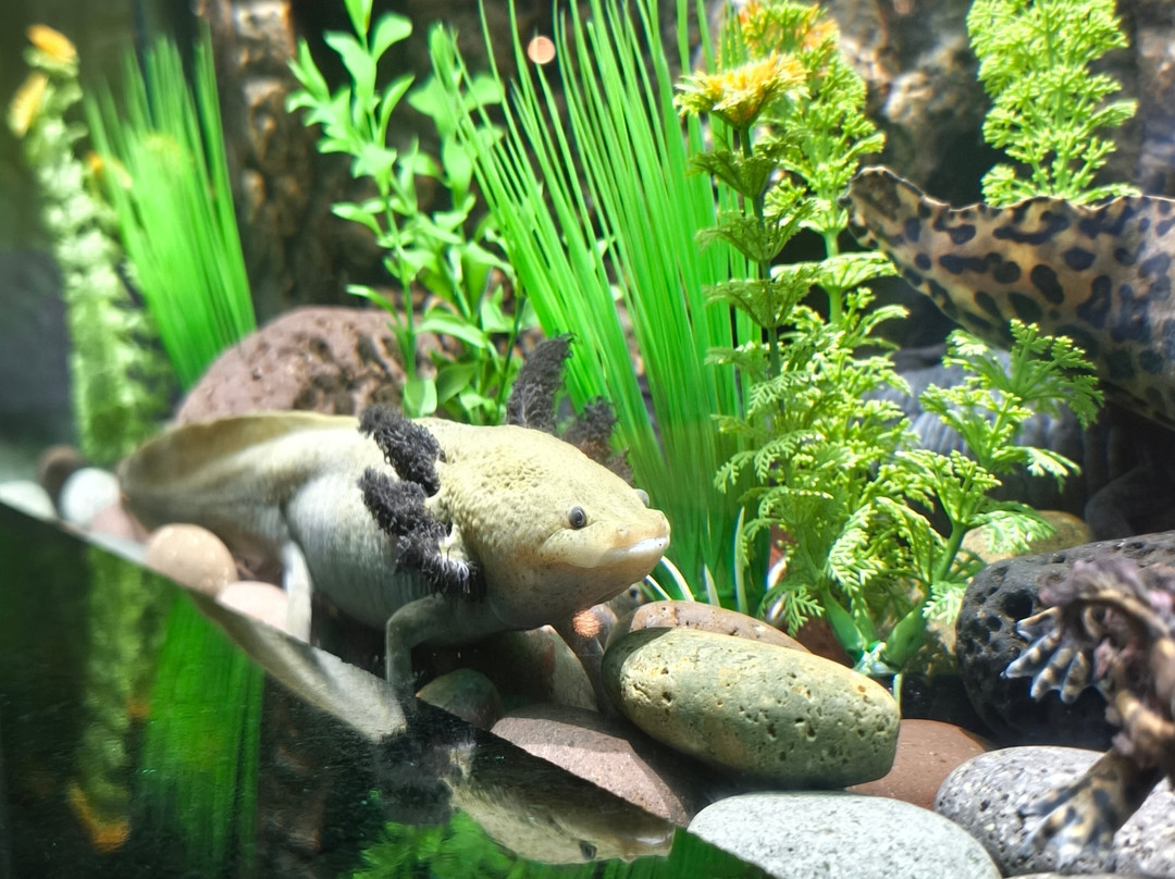 Acuario Michin Guadalajara-瓜达拉哈拉必去景点