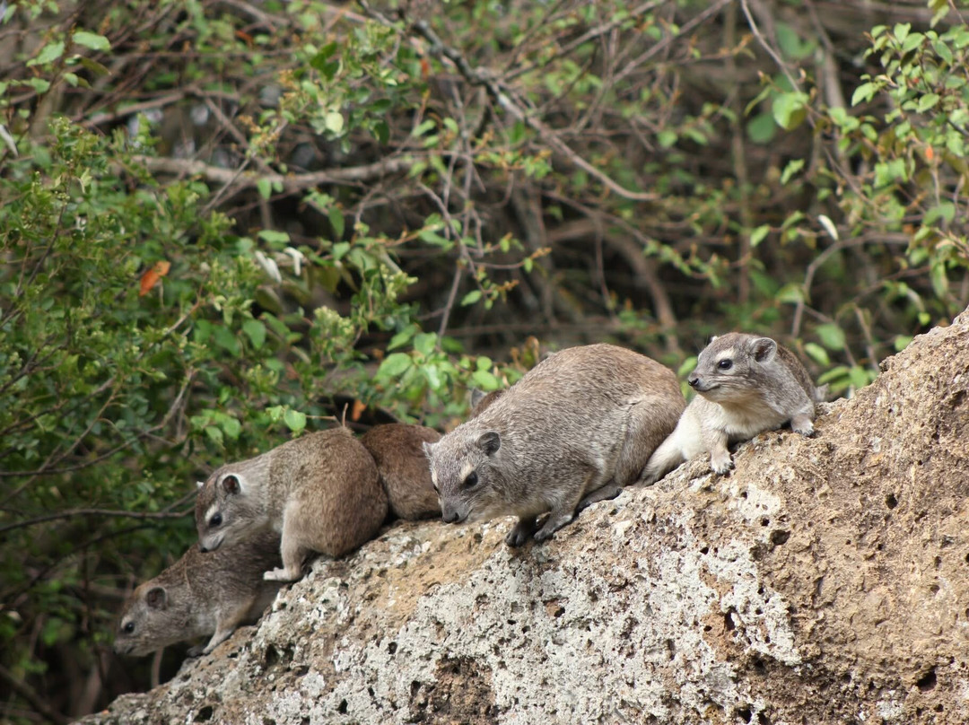 Adept Kenya Safaris-内罗毕必去景点