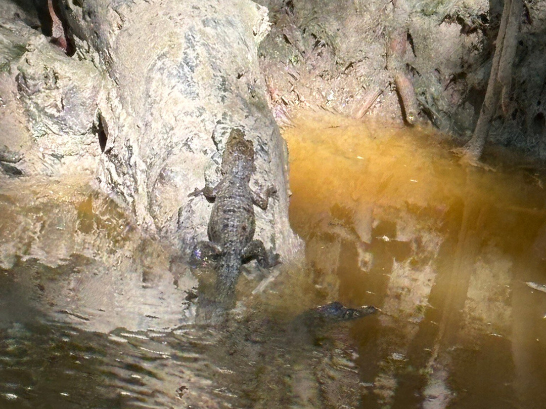 Guardianes De Los Manglares De Dzinintún-塞莱斯顿必去景点