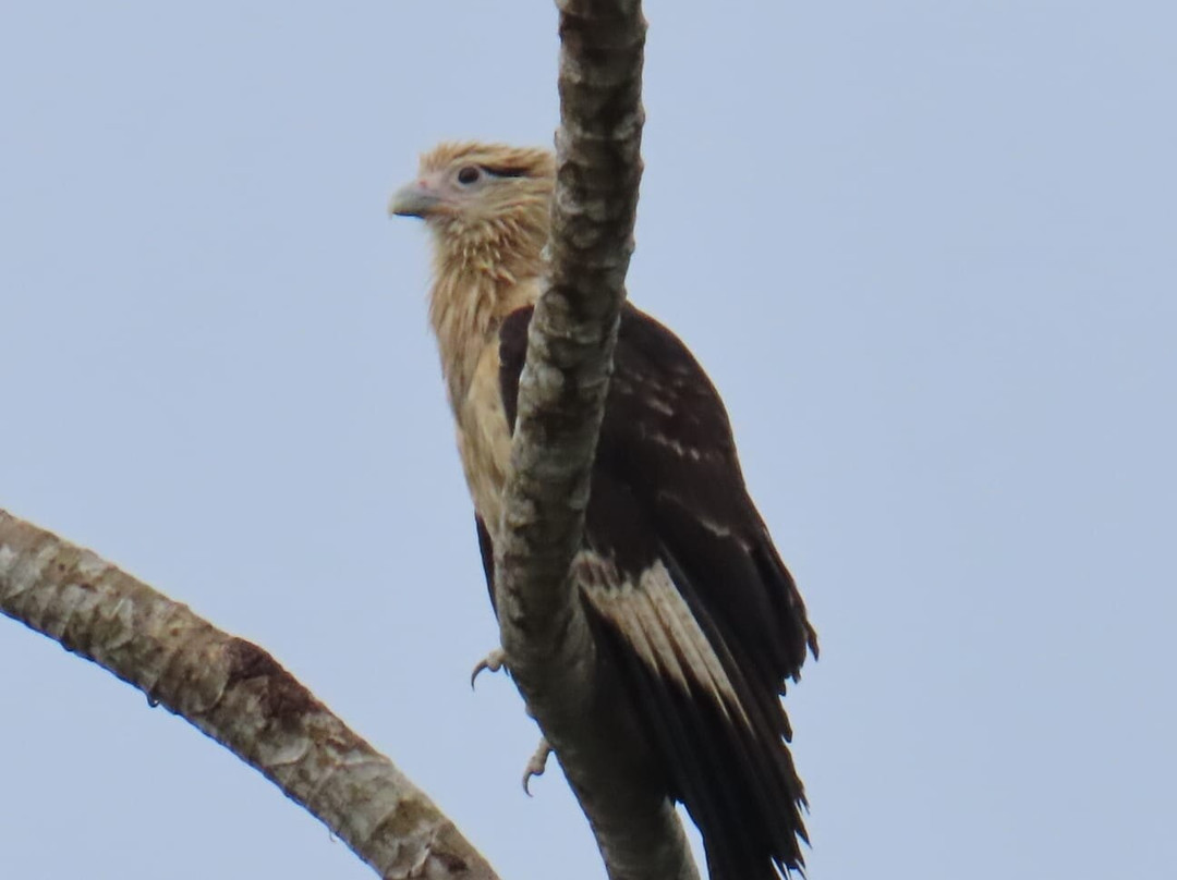 Monkey Island-巴拿马城必去景点