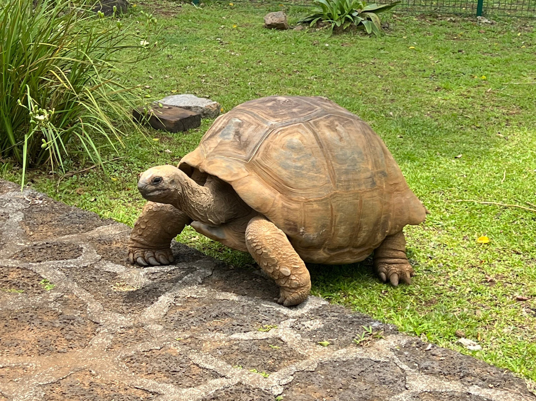 Antonio Taxi Mauritius-Palmar必去景点