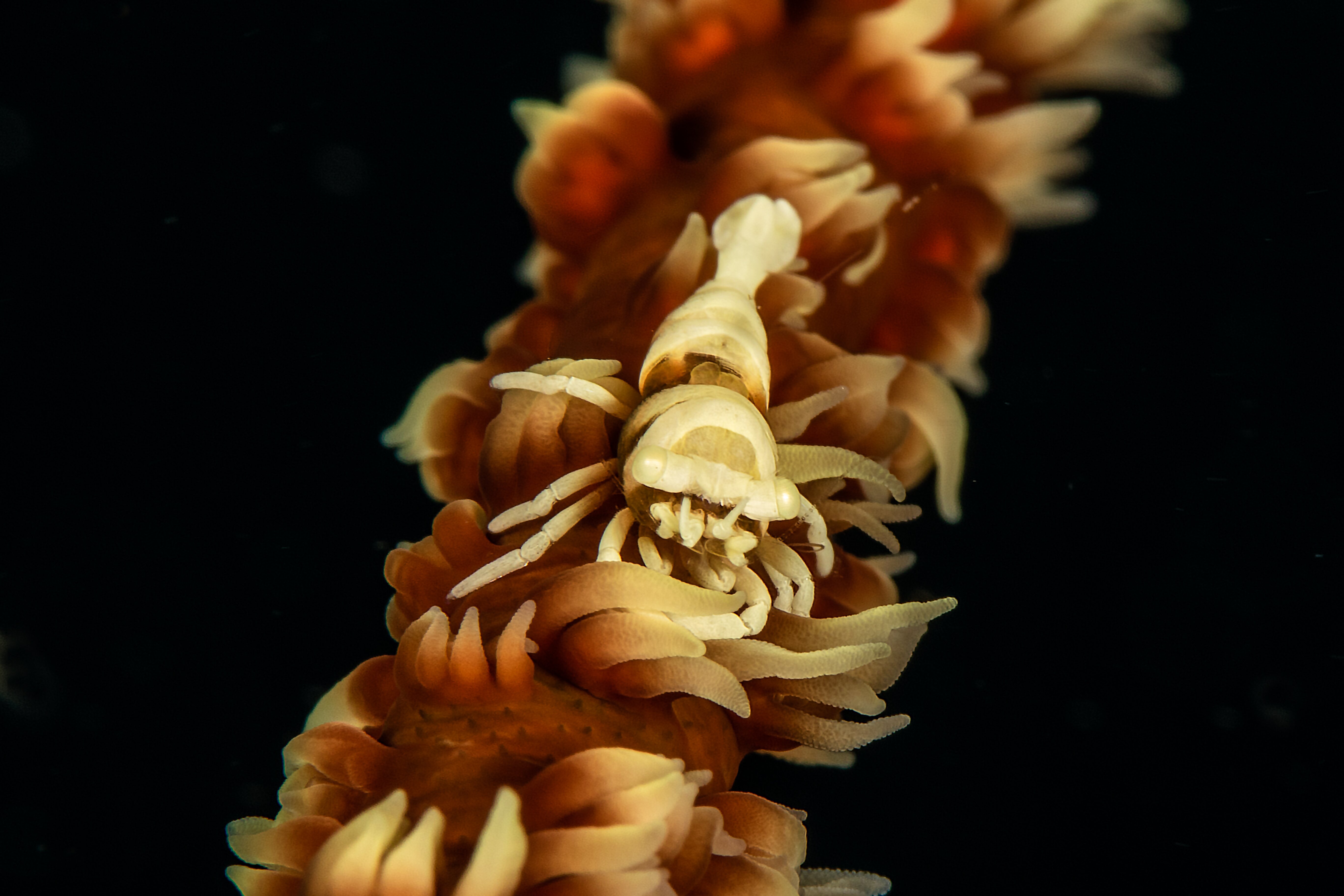 西拉丹Spa度假酒店-泳池