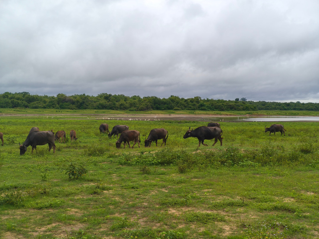 Safari Booking Sri Lanka-Hingurakgoda必去景点