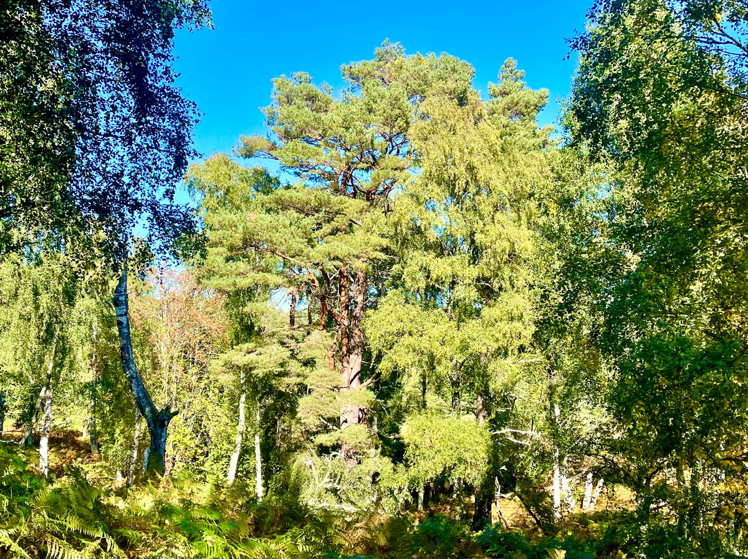 Muir of Dinnet National Nature Reserve-Dinnet必去景点