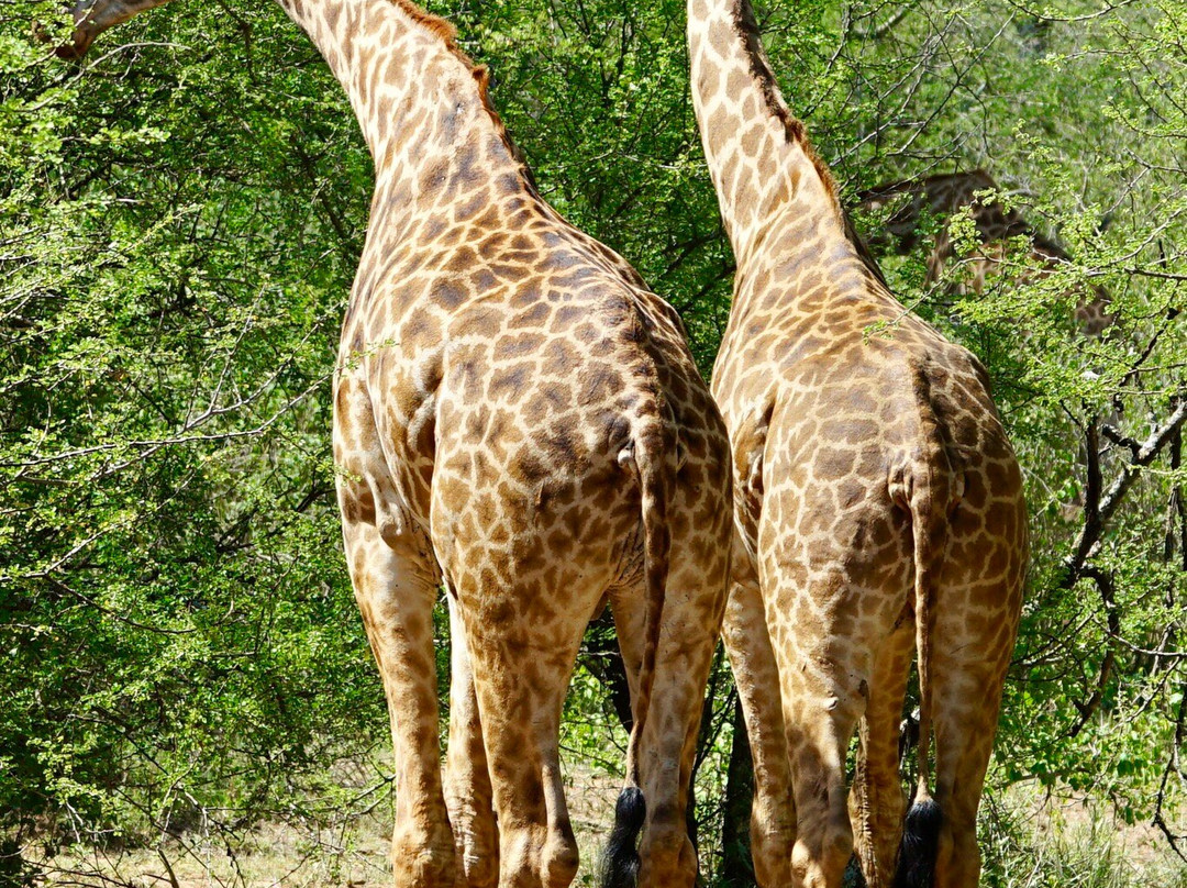 Ngatunga Tours-乞力马扎罗山国家公园必去景点