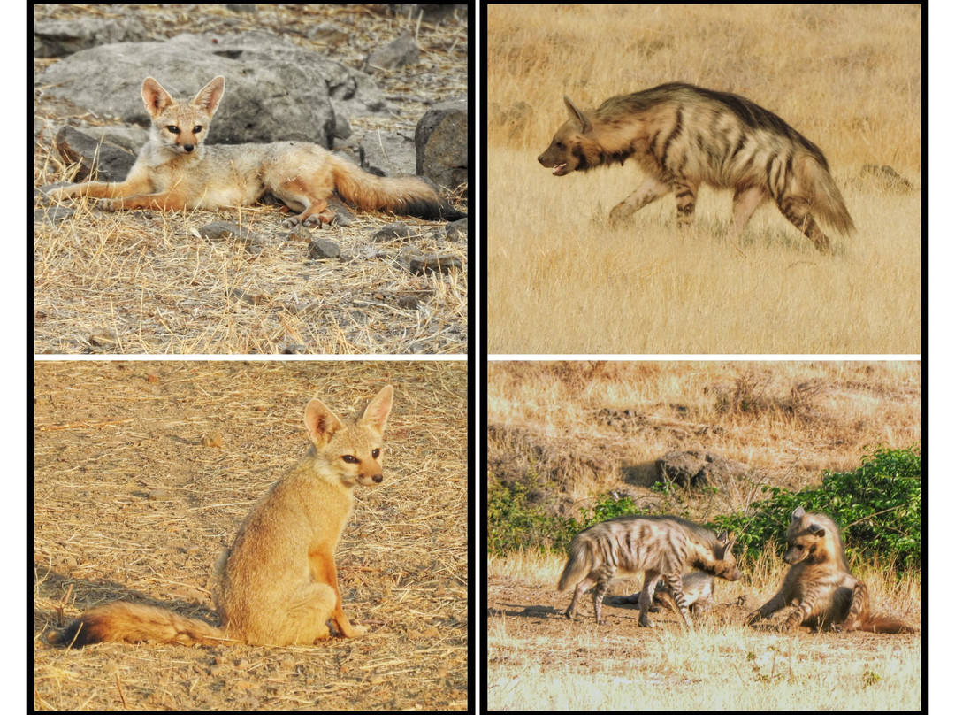 Grassland Safari Maharashtra - Kadbanwadi