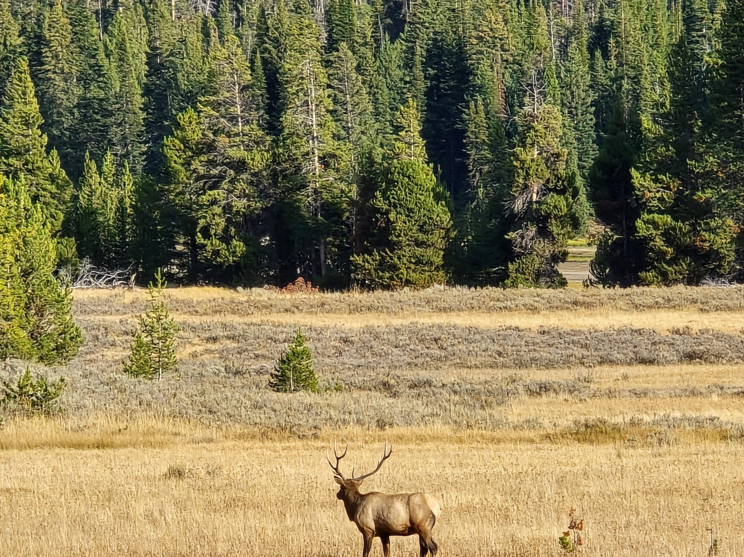 Yellowstone National Park-黄石国家公园必去景点