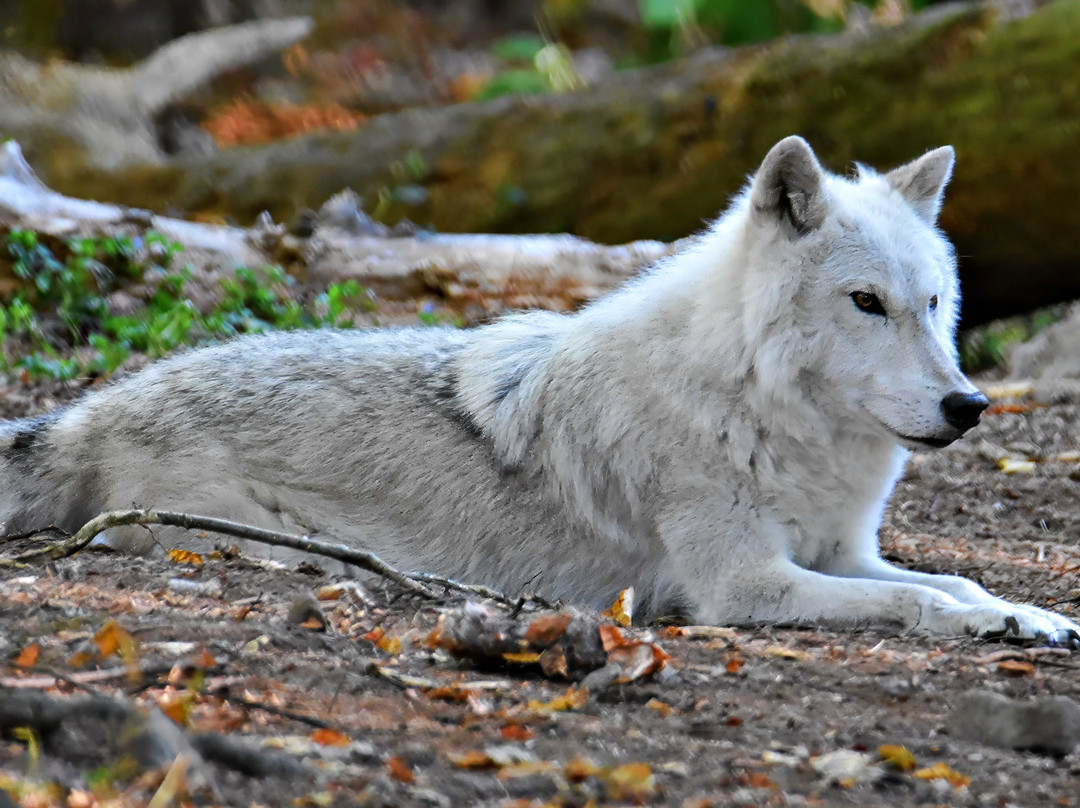 Lakota Wolf Preserve-Columbia必去景点