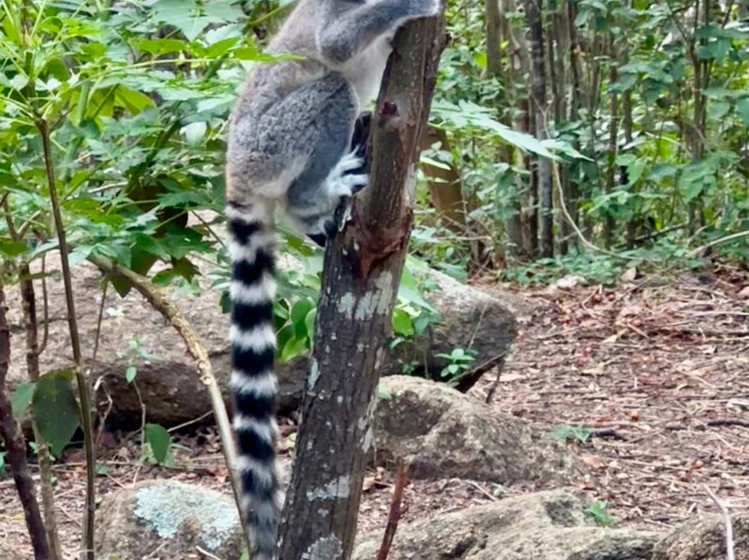 Cactus Tours Madagascar-安塔那那利佛必去景点