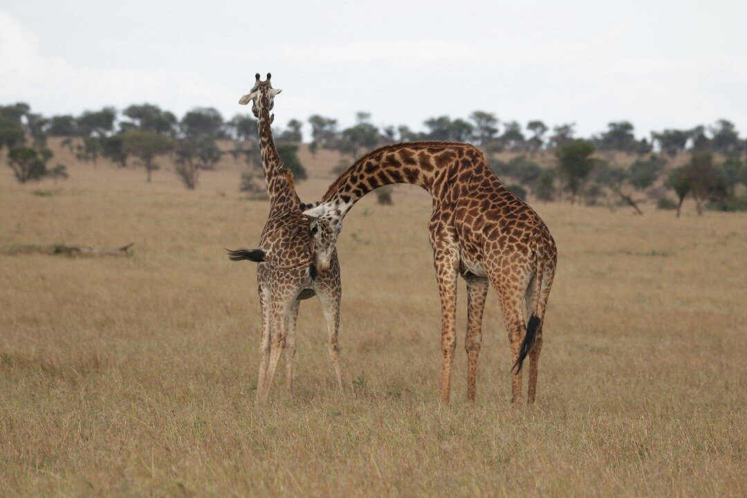 Regal African Safaris-Usa River必去景点